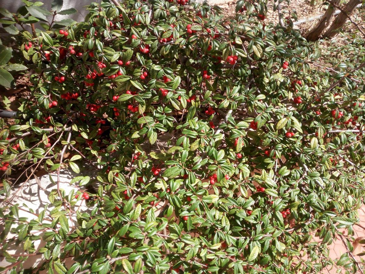 "Il Giardino Di Niu" Palombaio Exterior foto